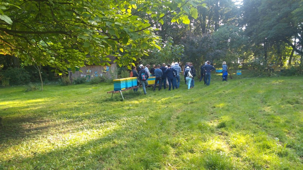 Pszczoły odkłady pszczele