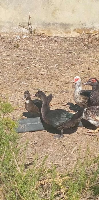 Vendo patos mudos selvagens