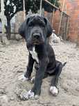 Dogue Alemao Preto de Arlequim