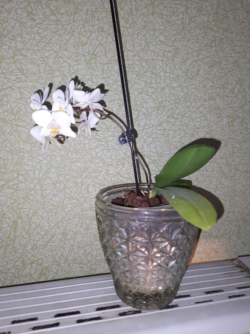 Орхідея  біла  невеличка
