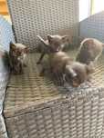Gatinhos para adoção