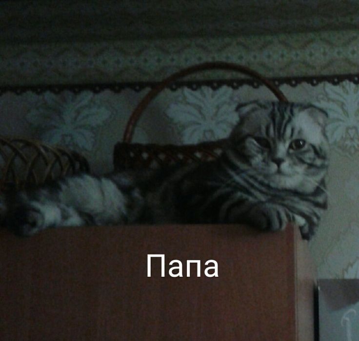 Шотландец ждёт невесту