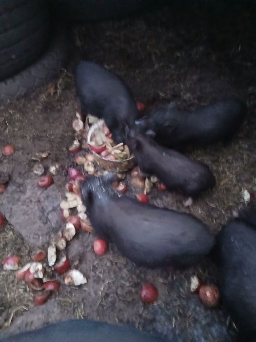 Продам вьетнамских  поросят