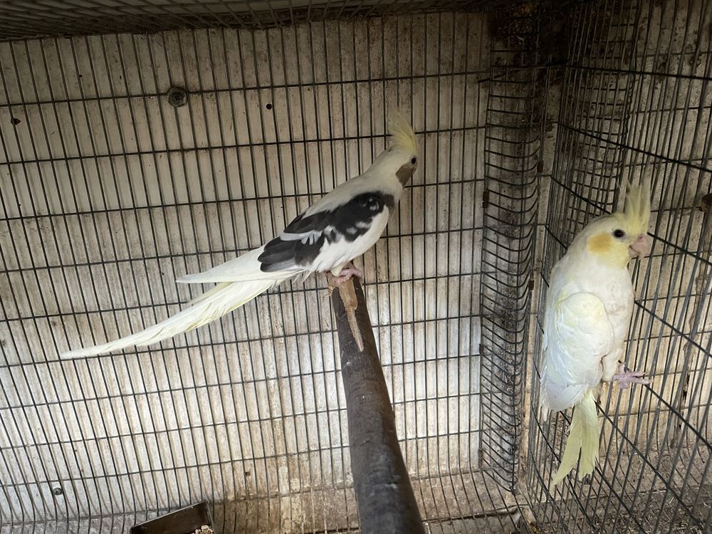 Casal de caturras disponiveis