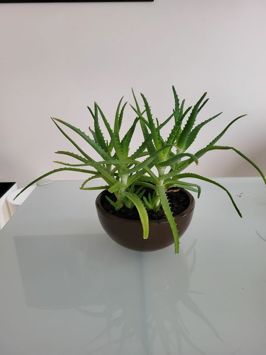 Aloes 4 sadzonki