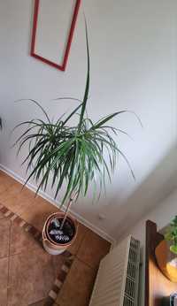 Dracena wysokość 180 cm