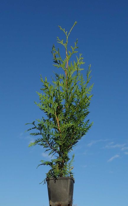 Tuja Brabant! Thuja! 70, 80, 100, 120 cm! Dowozimy! Sadzimy tuje!