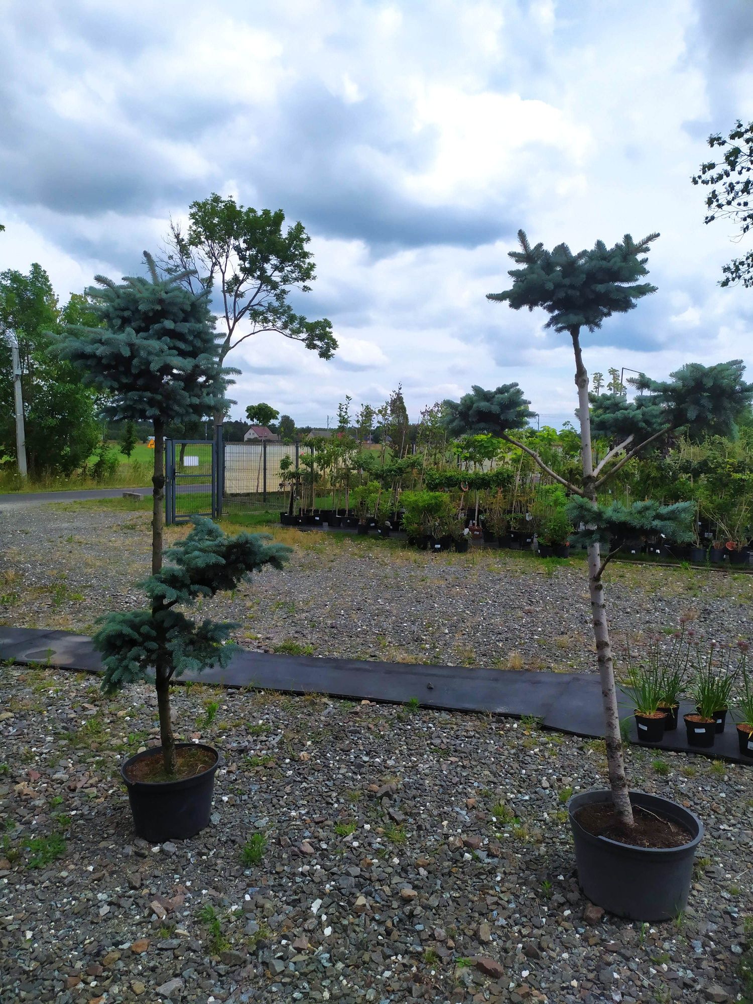 Świerk formowany na bonsai