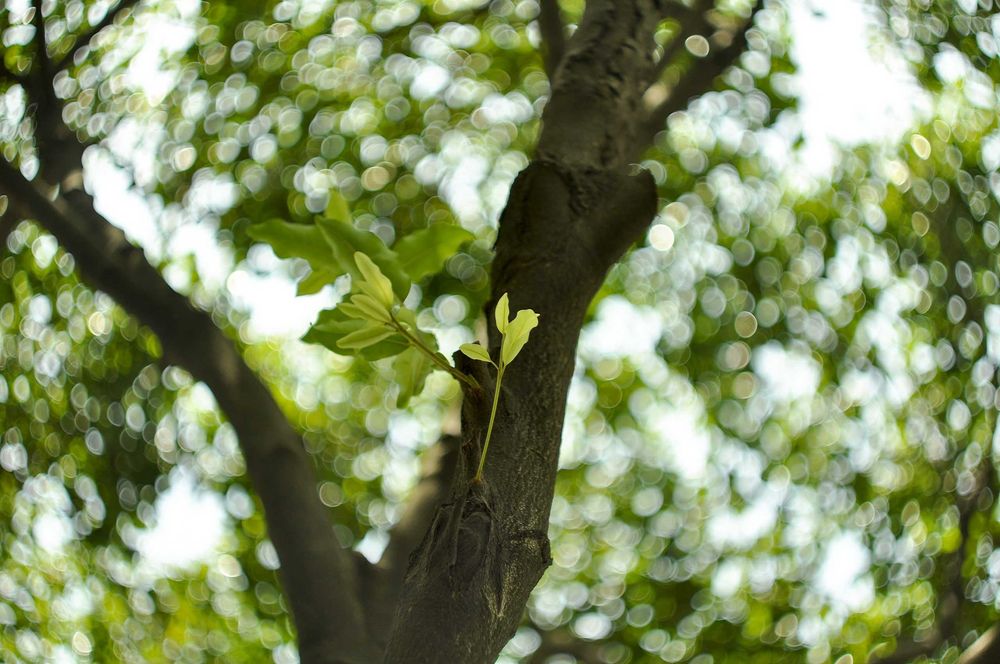 Objectiva Helios-44M-4 58mm f/2 com adaptador para Canon EF/EF-S