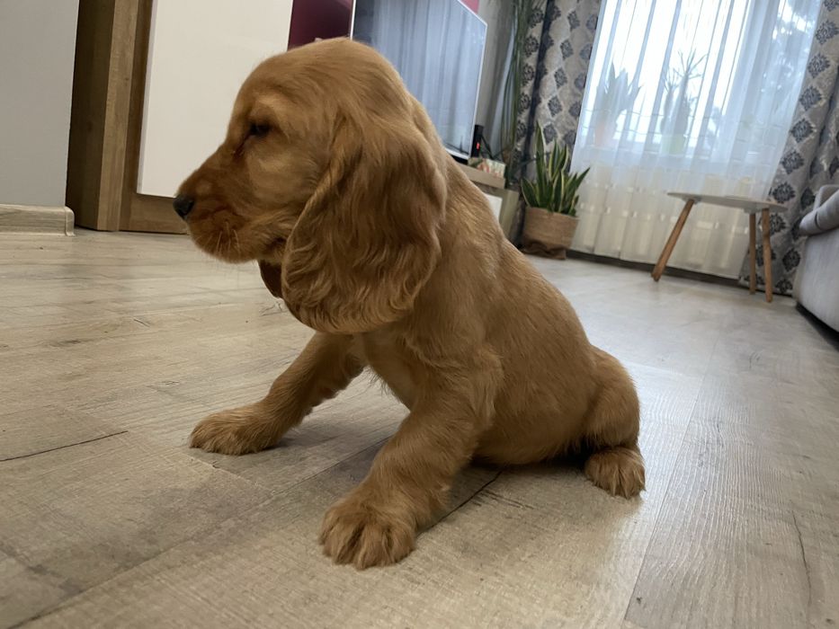 Cocker spaniele szczeniaki