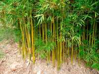 Бамбук садовий "Bamboo Vulgaris" морозостійкий, саджанці