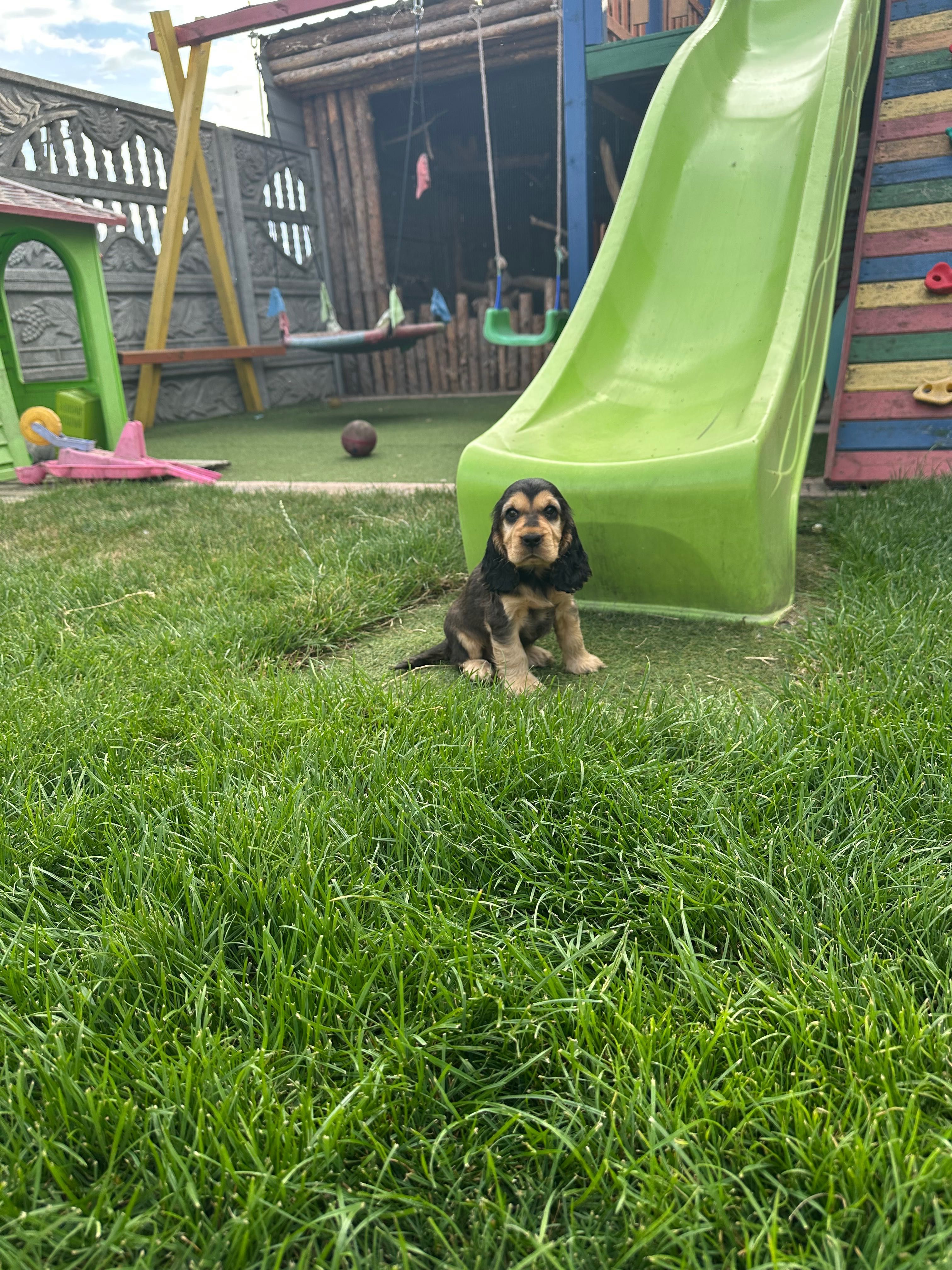 Szczeniak Cocker Spaniel - Sobolowe