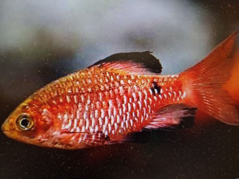 Brzanka różowa ( Pethia conchonius)