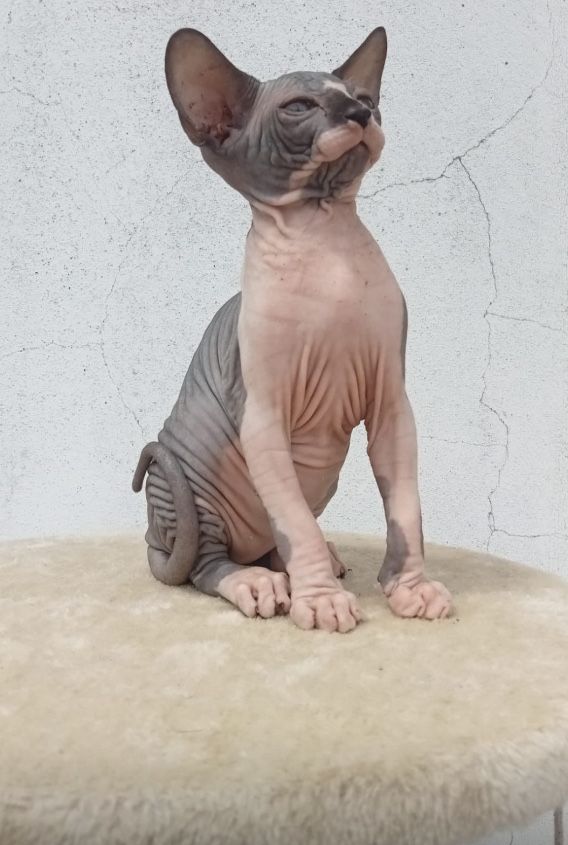 Sphynx linda femea