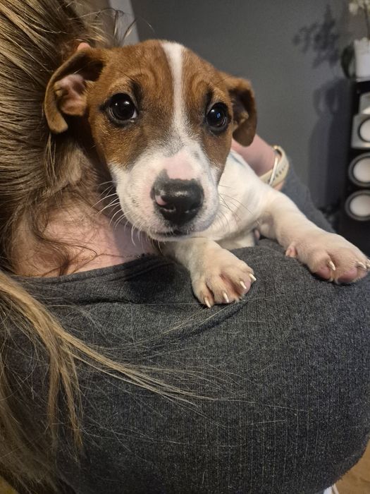 Jack Russell Terrier szczeniak- pies
