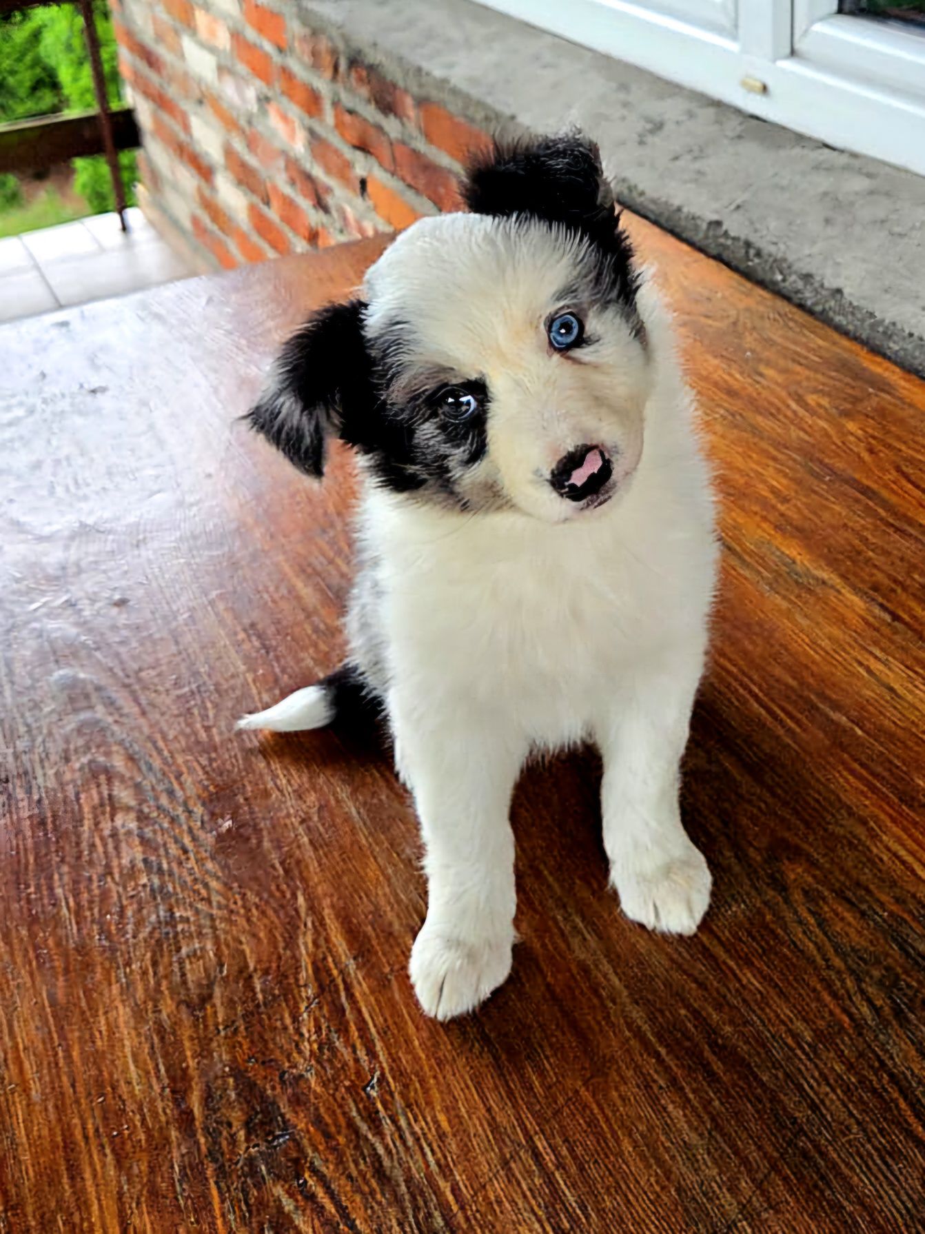 Suczka Border Collie