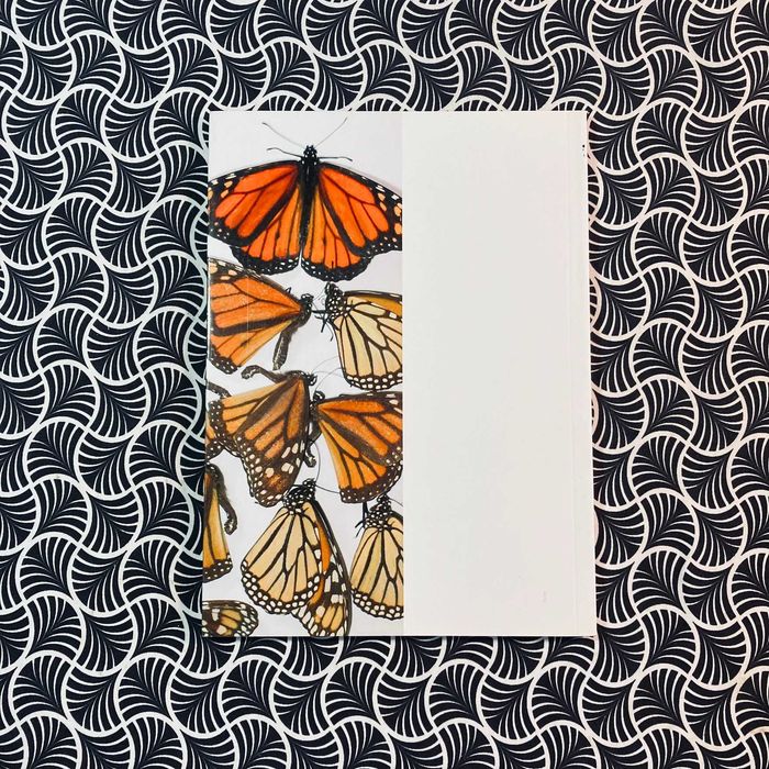 Borboletas dos Açores (autografado) - Virgílio Vieira