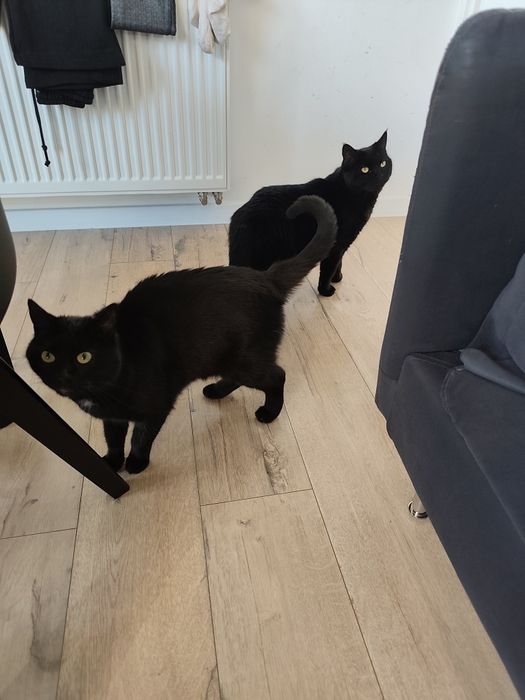 PILNE!!! Oddam koty w dobre rece PILNE!!!