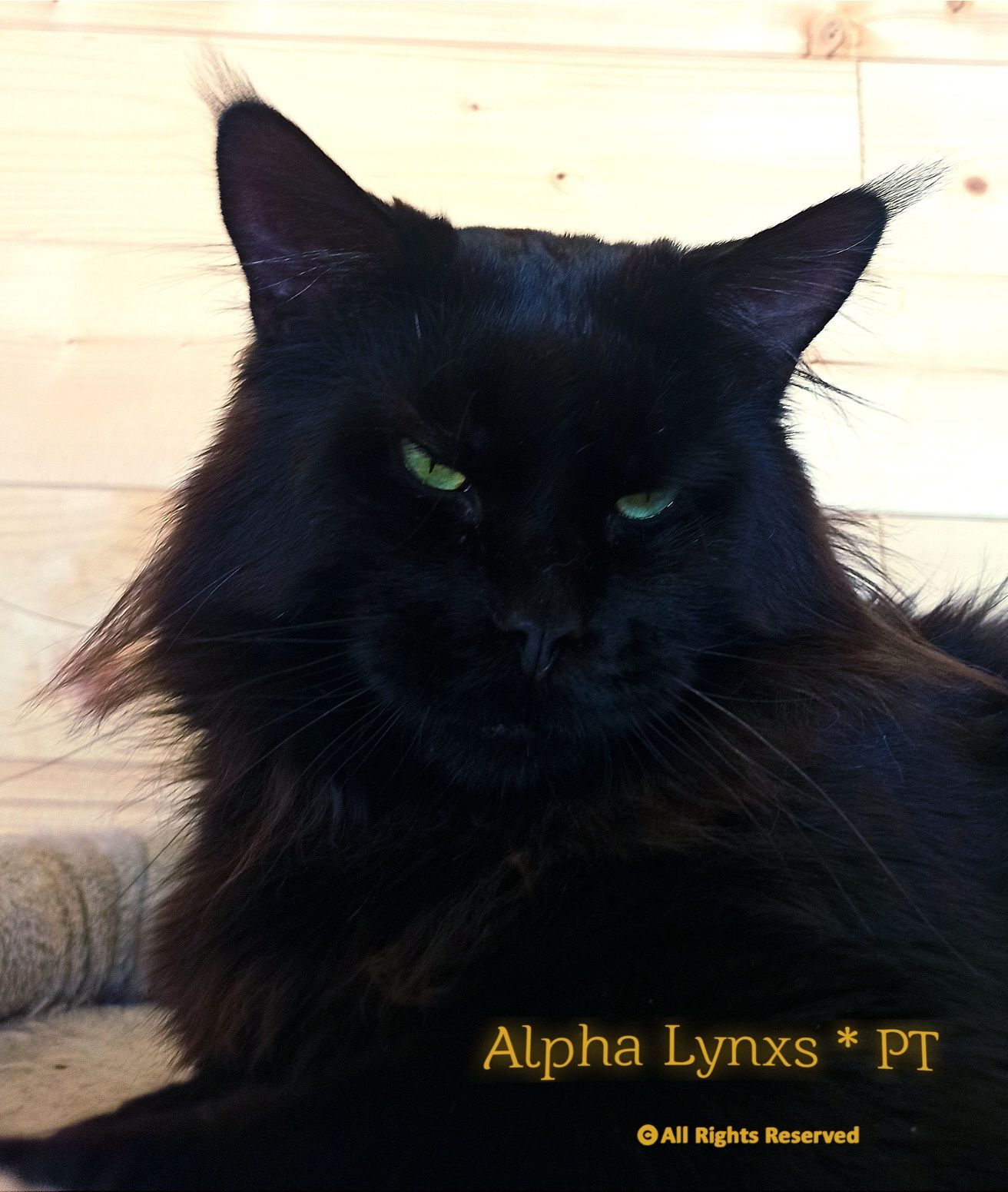 Gatinha Maine coon com LOP