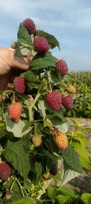 100 % soki naturalne bez cukru malinowy jabłkowo-malinowy truskawkowy