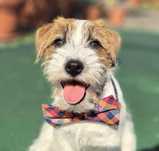 Jack Russell Terrier ZKwP