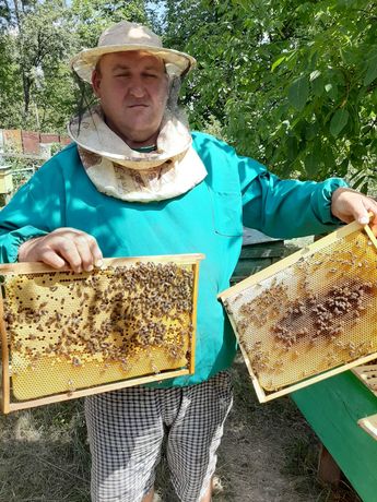Бджолопакети та бджолосімї