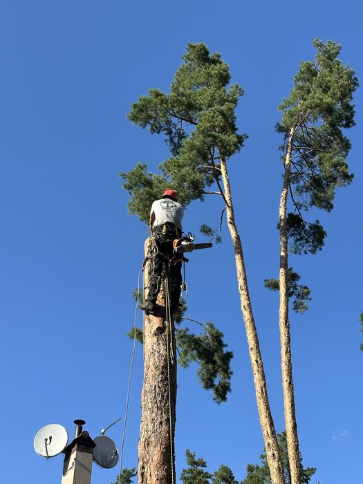 Зрізання дерев, Кронування, Спил частинами, Обрізка, Подрібнення гілок