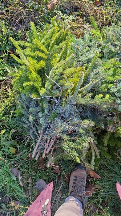 Jodła kaukaska stroisz gałązki stroiki