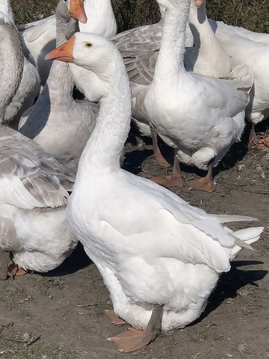 Продам молодих гусей холмогорів