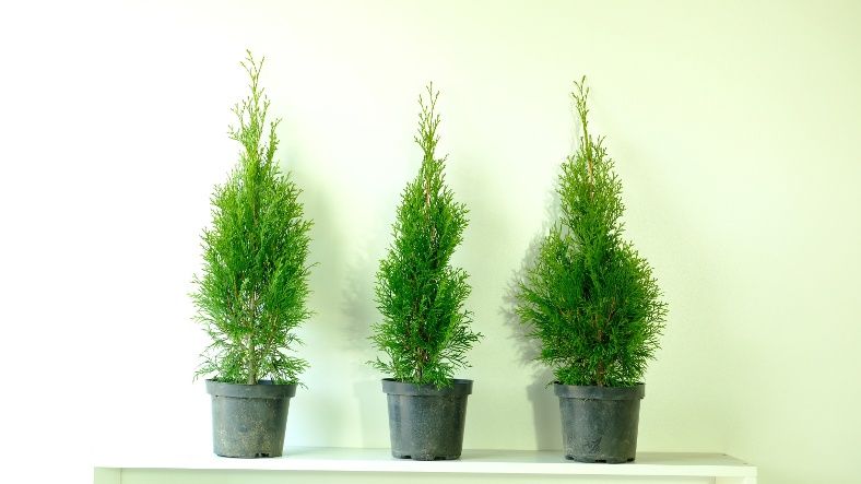 Tuja Szmaragd 50 cm w doniczce c2, 6,50 zł