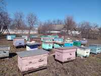 Продаю пчела-семьи  киворожском  районе  по сходной  цене  .УКР. СТЕП