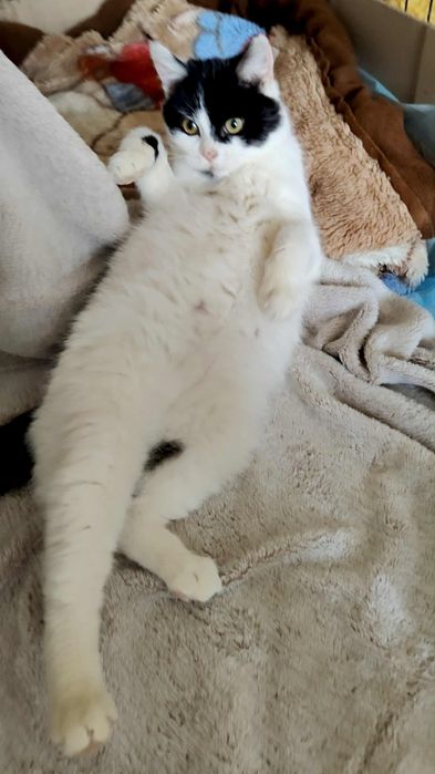 Dwie uratowane sierotki szukają domkow-do adopcji