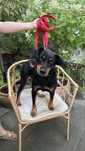 Suczka w typie rasy terrier niemiecki