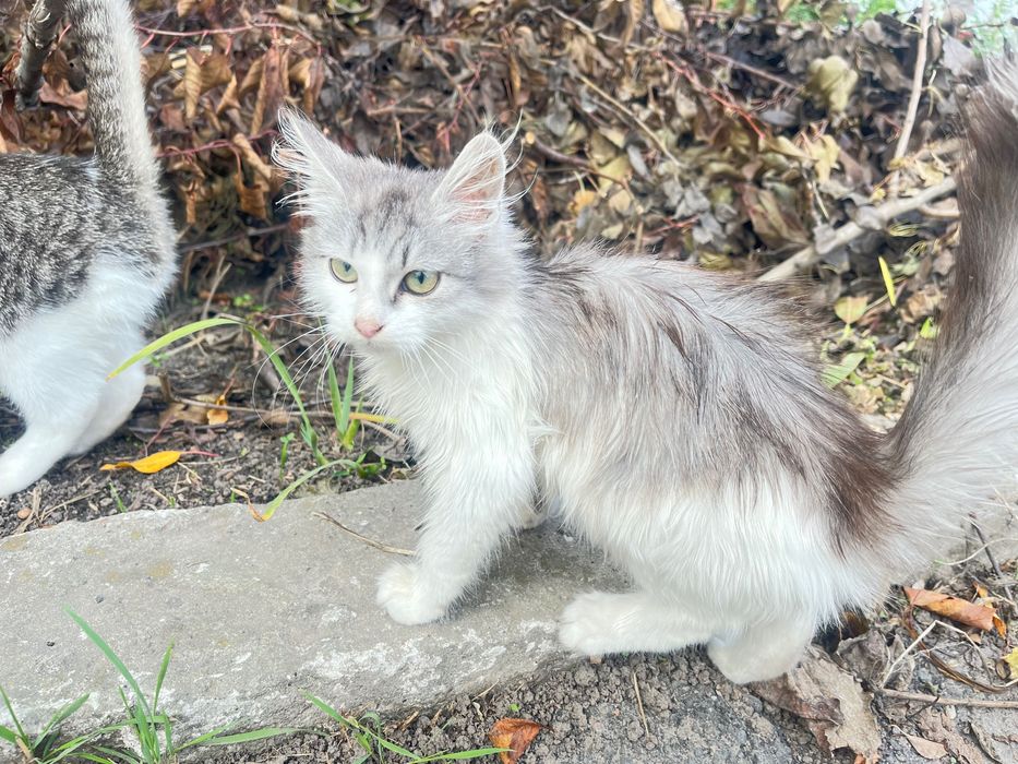 Кошенята, безкоштовно!