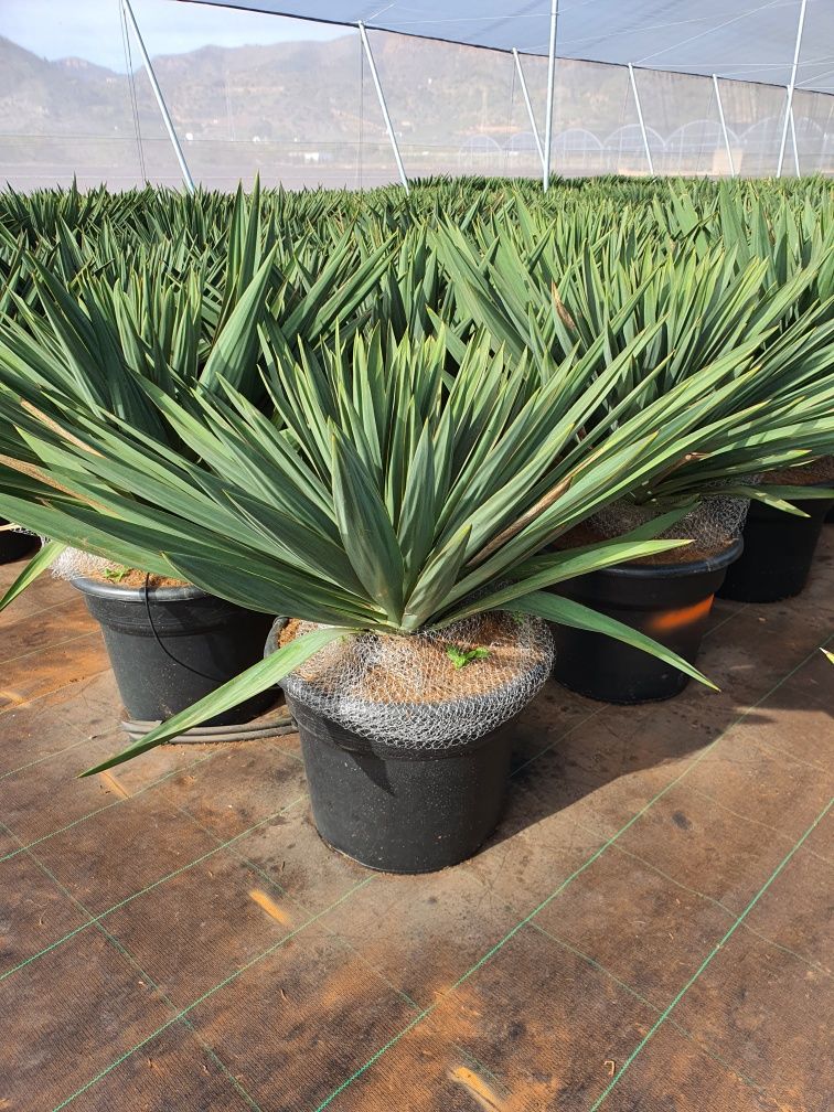 Yucca Gloriosa Lone Star JUKA Palma palmy ogród
