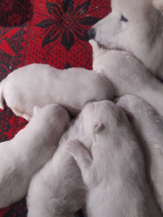 Samoyed samojed Związek Kynologiczny FCI piesek