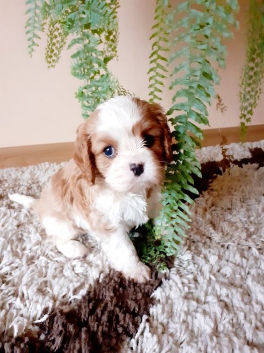 Kawalier King Charles Spaniel Piesek