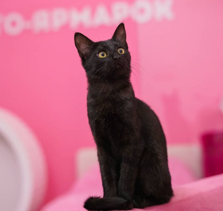 Черные котята бесплатно