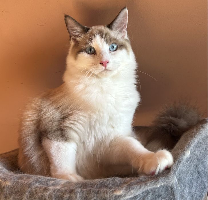 Szeryf  kocurek ragdoll seal bicolour