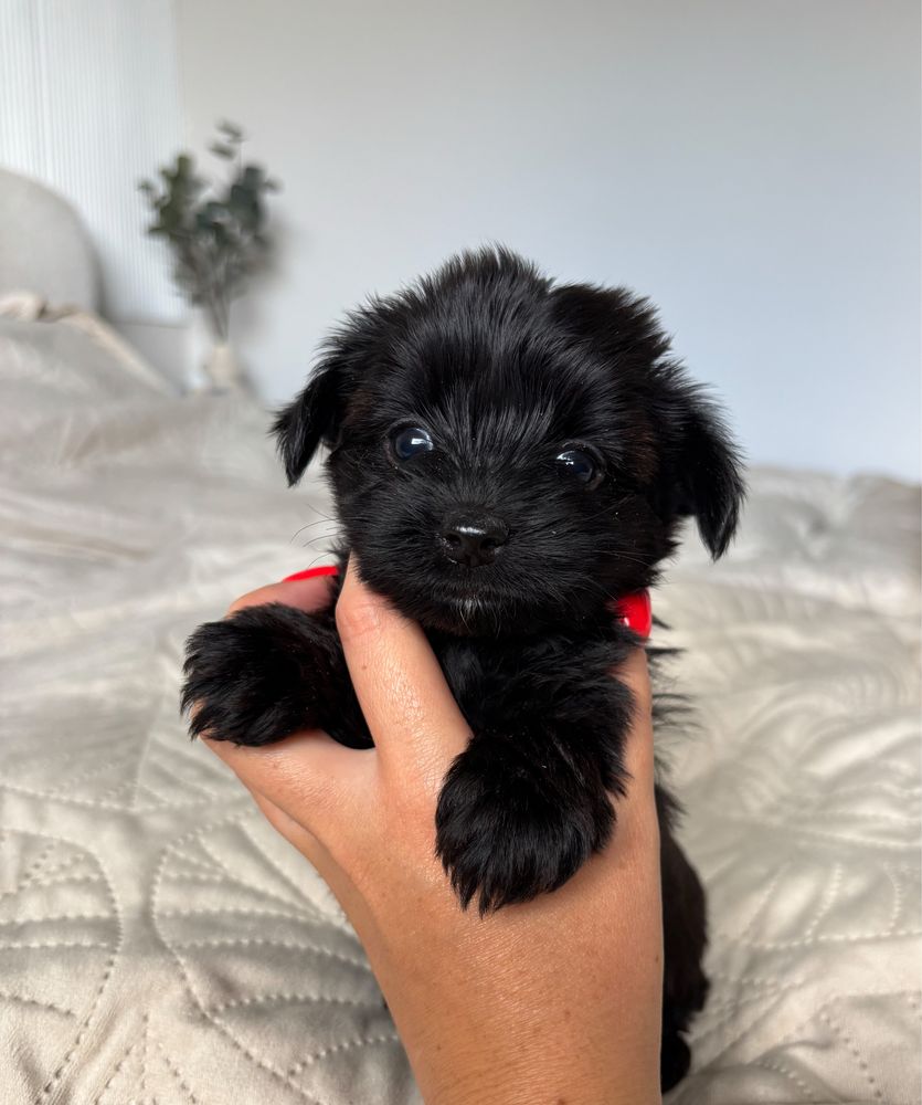 Czarny piesek ELVIS Yorkshire Terrier