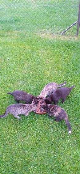 Szukamy domu dla pięciu młodych koteczków