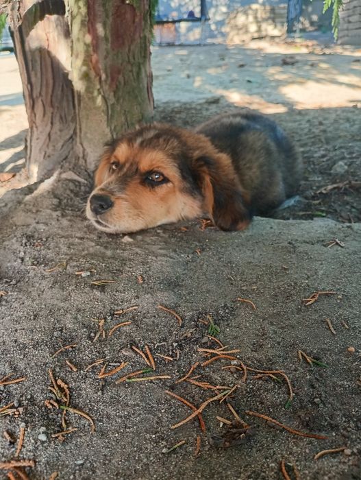 Oddam śliczne mądre szczeniaki