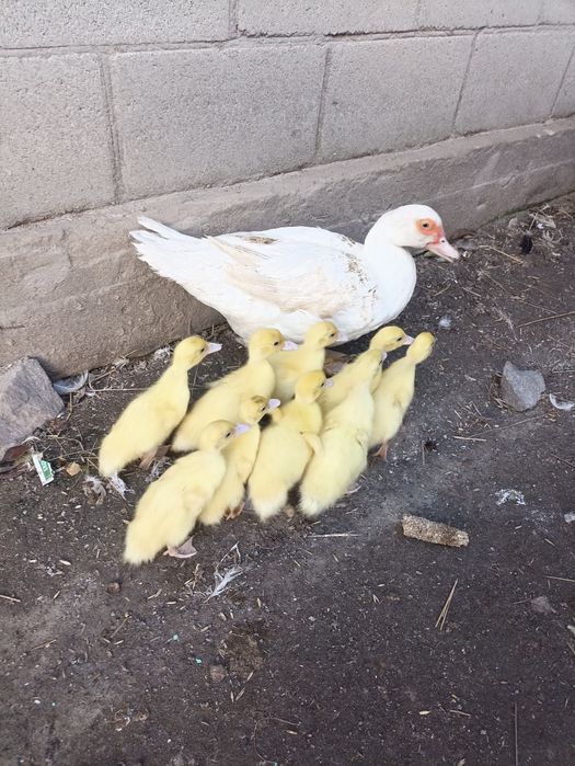 Продам індокаченят німецької лінії