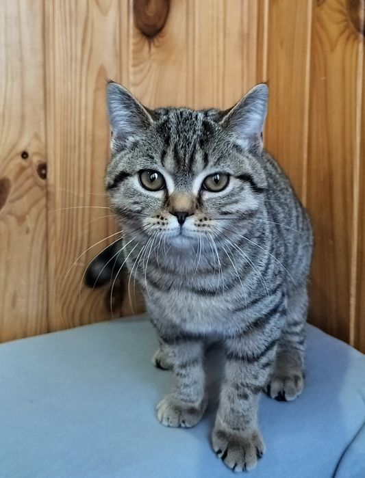 Шотландська дівчинка смужечку