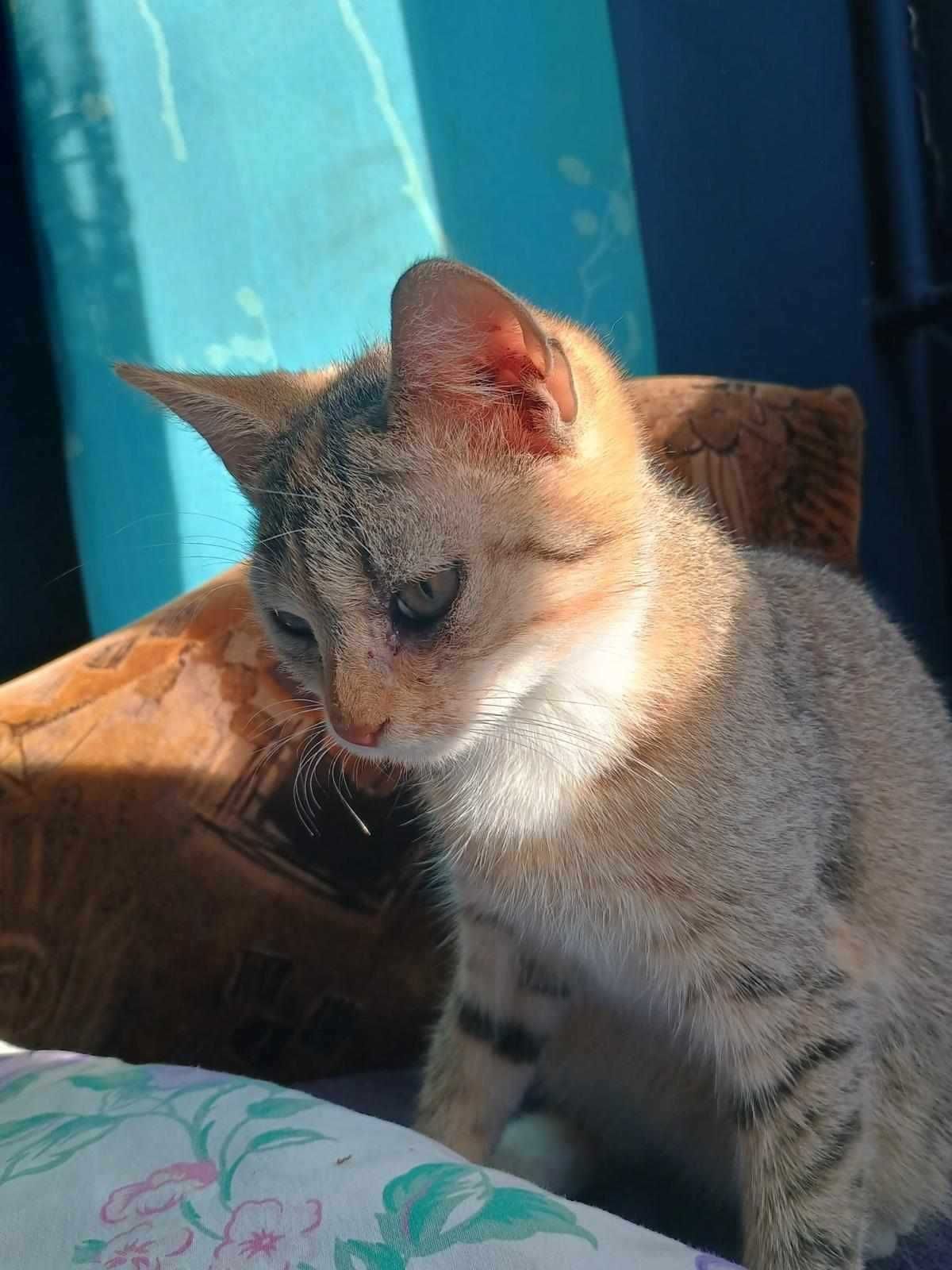 ALEN dorosły kocur 7 lat do adopcji