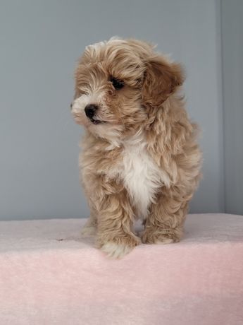 Maltipoo słodki maluch !!!