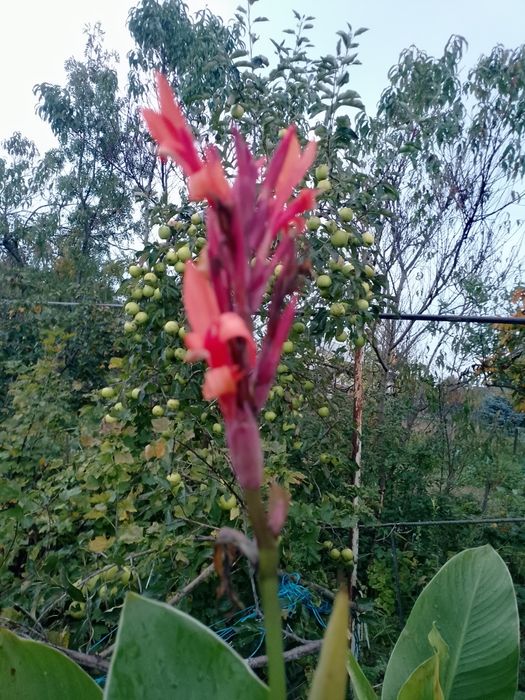 Canna kanna świeżo wykopana.