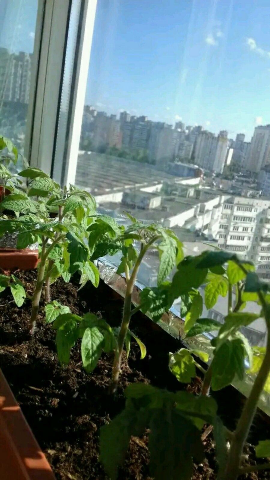 Карликовый томат Мини Белл . Семена .