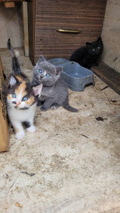 Oddam koty w dobre ręce