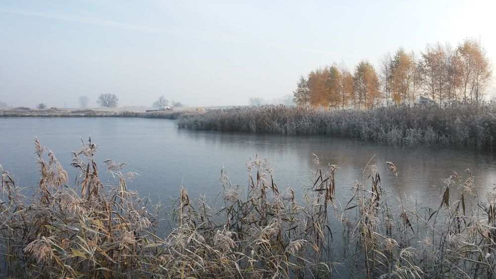 Karp żywy patroszony płat, amur, pstrąg, tołpyga, szczupak, jesiotr